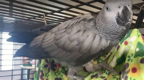 chanel the african parrot missing.